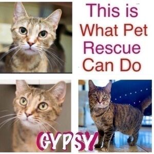 🐱💓 KITTY LOVERS! 💓🐱